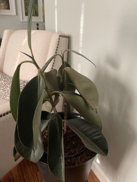 pasted-1767839297295