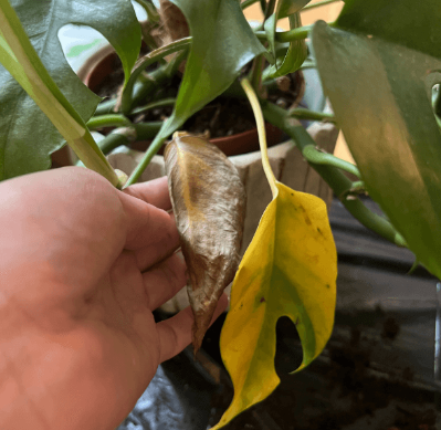 pasted-1764832644099